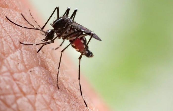 Gli Stati Uniti hanno emesso un allarme sanitario federale a causa dell’aumento del rischio di febbre dengue in tutto il Paese
