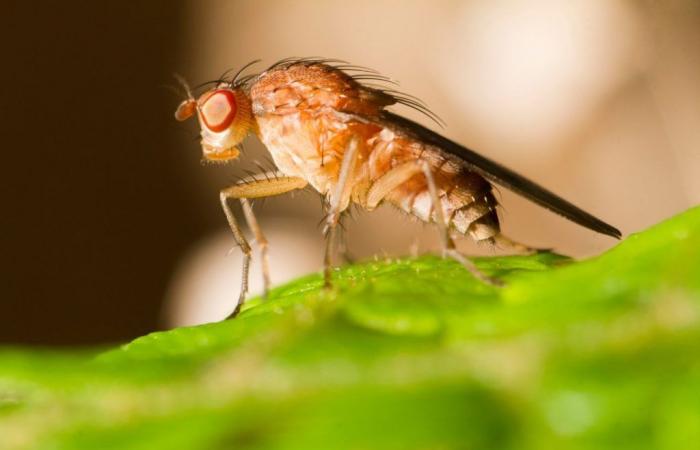 Le mosche sono più intelligenti di quanto pensi, avverte uno scienziato di Cambridge