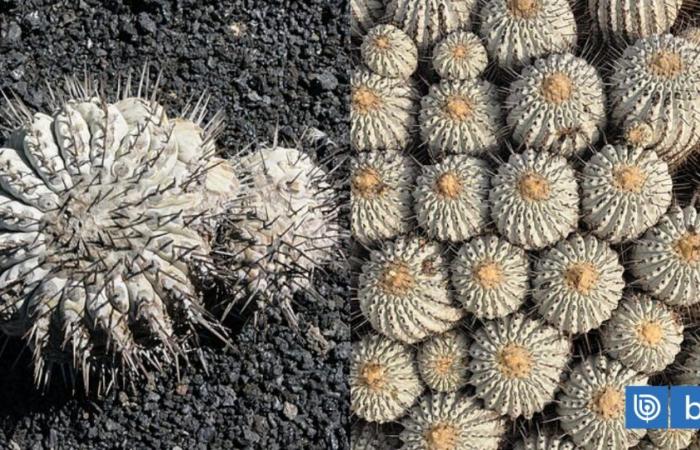 I cactus endemici del Cile sono in serio pericolo a causa della moda delle piante decorative in Europa e in Asia | Speciale