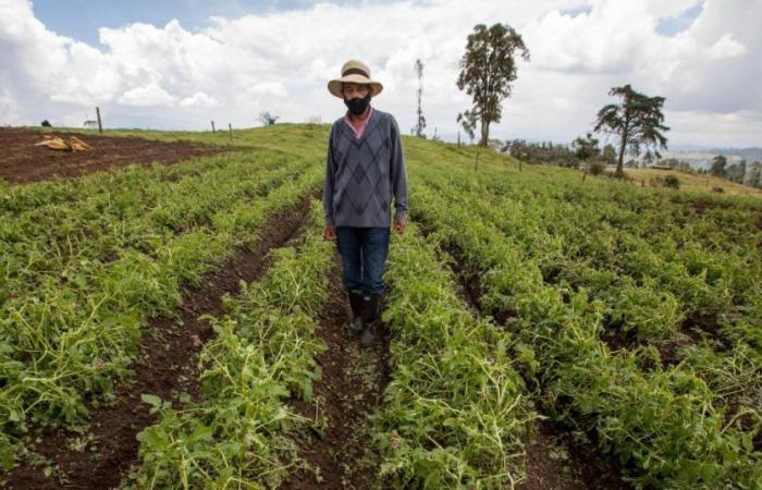 Decreto di sanzioni governative che mira a rafforzare la sovranità alimentare dei contadini in Colombia
