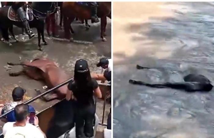 La comunità denuncia presunti casi di abusi sugli animali durante le festività di San Juan e San Pedro a Neiva
