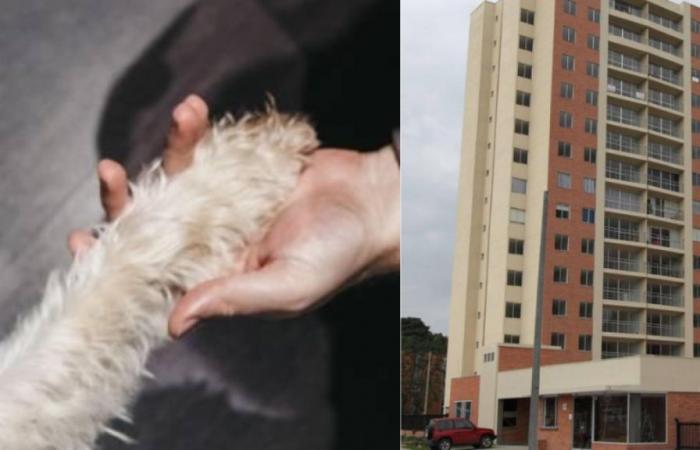 cane ha investito una donna anziana in un complesso residenziale a Zipaquirá