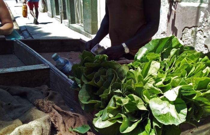 La crisi alimentare a Cuba è la prova dell’“incompetenza del governo”: un economista per il Partito