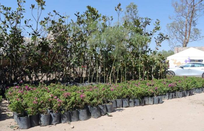 10 specie di alberi che potrai adottare nei vivai comunali SLP – El Sol de San Luis
