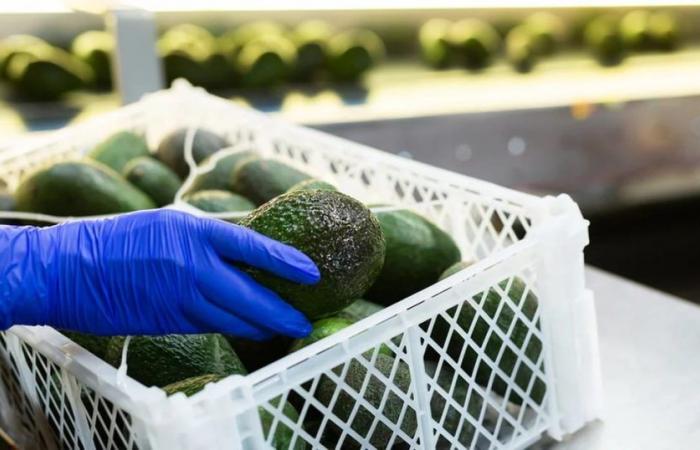 Le esportazioni colombiane di frutta fresca sono cresciute del 29% nel primo trimestre del 2024