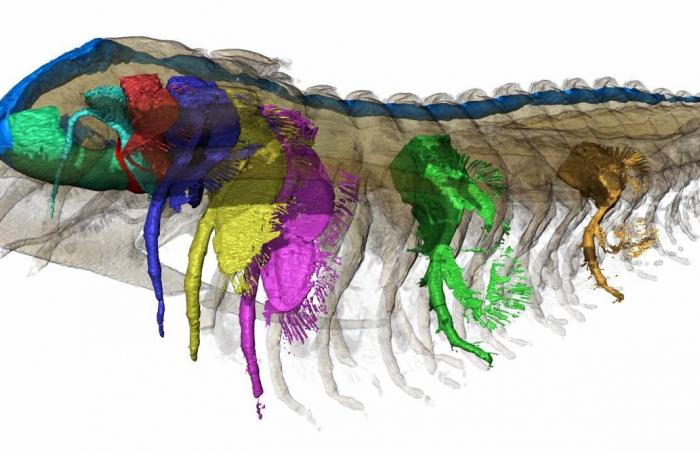 I trilobiti sepolti dalla cenere vulcanica rivelano la loro anatomia in 3D