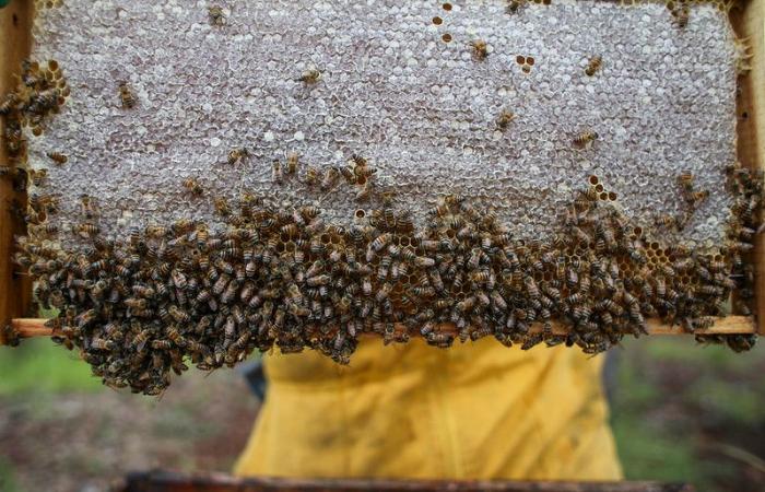 Córdoba, territorio strategico per lo sviluppo dell’apicoltura in Colombia