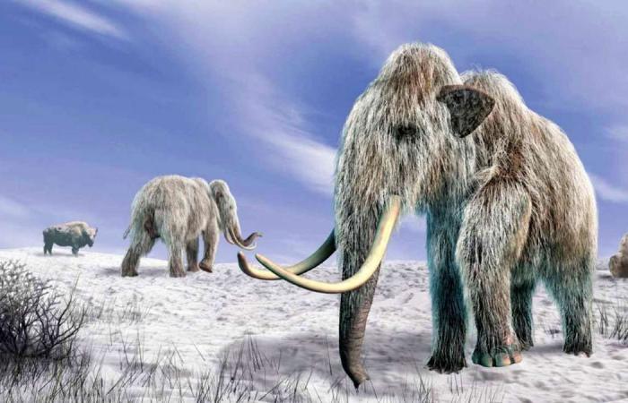 La scoperta che fa sorgere dubbi su cosa abbia causato l’estinzione dell’enorme mammut