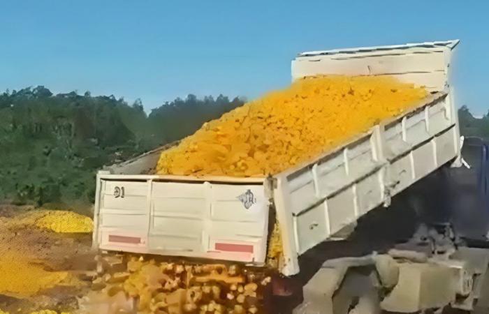 Un video virale mostra come vengono scartati 8.000 chili di mandarini