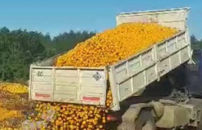 Entre Ríos: i produttori hanno buttato via più di 8 tonnellate di mandarini perché non li vendono