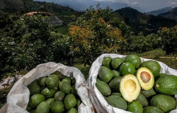 Antioquia è in testa alla classifica delle regioni che esportano più frutta fresca nel mondo. A quanto ammonta l’aumento?