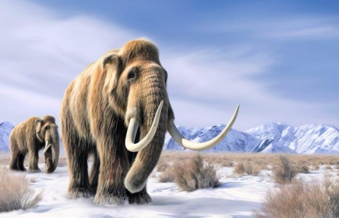 I mammut dovrebbero continuare ad esistere; la sua estinzione è ancora un mistero