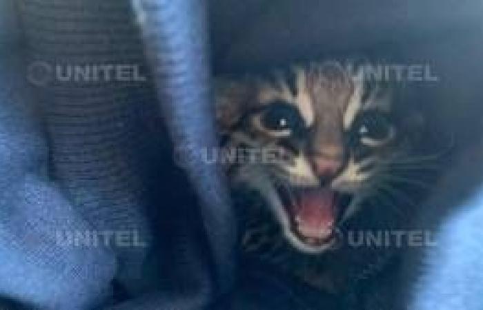 Un gattopardo è stato investito e ucciso mentre cercava rifugio – eju.tv