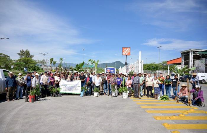 Gli agricoltori del programma “Sembrando Vida” rimboschiscono il viale “Trattati di Córdoba”