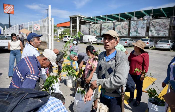 Gli agricoltori del programma “Sembrando Vida” rimboschiscono il viale “Trattati di Córdoba”
