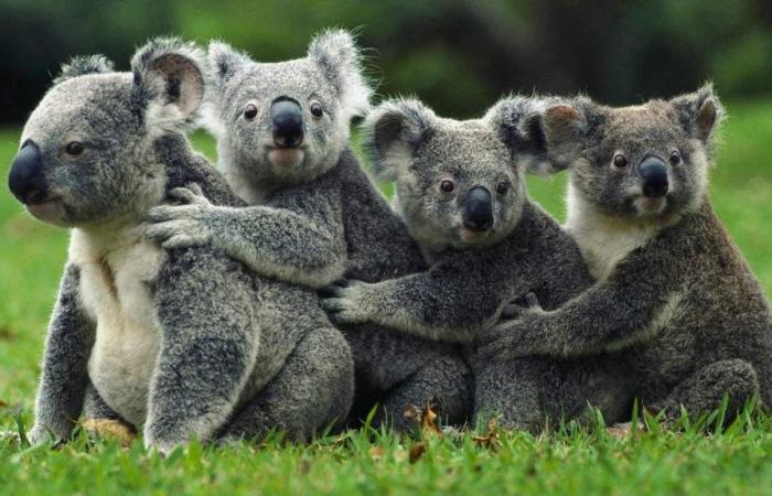 RISCALDAMENTO GLOBALE | I koala prevedono in anticipo i giorni più caldi (e si preparano a sopportarli)