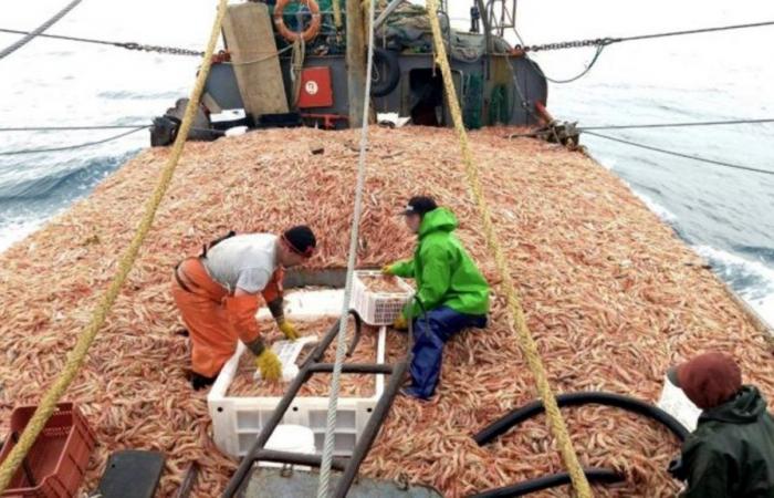 Ampliano la quota di pesca dei gamberetti nel Río Negro – ADN