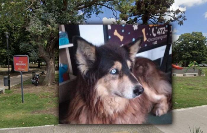 Il cane randagio più famoso di City Bell avrà il suo tributo in una piazza