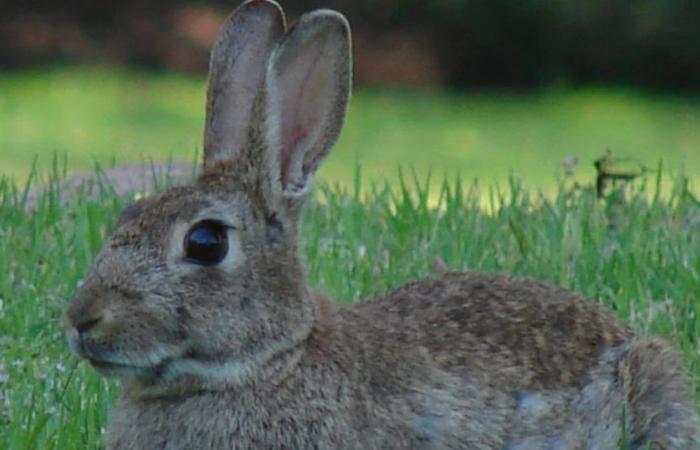 Lepri vs conigli, quali differenze esistono tra i due animali?