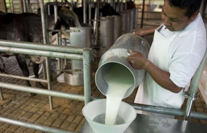 Fedegán ha donato tre tonnellate di latte a San Andrés
