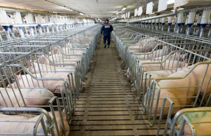 I produttori di carne suina di Santa Fe lavorano in perdita a causa della recessione e dei problemi fiscali