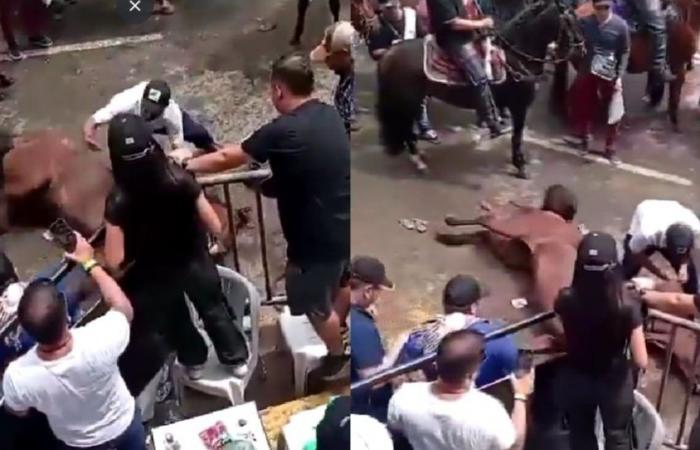 Gli abusi sugli animali ai festival di San Pedro provocano il ripudio in Colombia – Publimetro Colombia