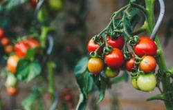 I consumatori sono in difficoltà mentre il clima irregolare fa salire i prezzi dei pomodori