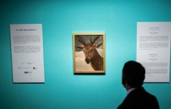 Santa Cruz espone, fino al 9 giugno, il dipinto di Velázquez ‘Testa di cervo’