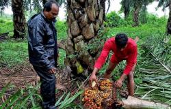 Le importazioni di olio di palma in India in aprile aumentano del 34% grazie al calo dei prezzi globali