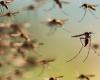 La temperatura scende ma le zanzare continuano: come prevenire quelle che trasmettono la dengue e si nascondono negli angoli della casa