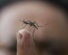 I casi di dengue nel Cile continentale sono tutti importati – MercoPress