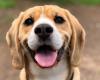 Queste sono le 5 parole che rendono il tuo cane estremamente felice, secondo gli esperti
