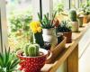 Fertilizzante fatto in casa per far fiorire facilmente i tuoi cactus
