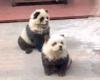 Lo zoo cinese dipingeva i cani per farli sembrare dei panda