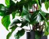 2 piante pendenti che aggiungeranno colore e armonia alla tua casa e adoreranno stare all’ombra