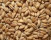 Complicato con il grano, il Brasile comprerebbe più cereali