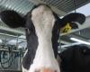 Rabobank prevede che il prezzo del latte sarà di 8,40 dollari al chilo di solidi del latte per la prossima stagione