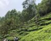 L’Indian Tea Association esprime preoccupazione per il calo della produzione e dei prezzi | Notizia