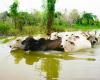 A La Mojana rimuovono 280mila capi di bestiame per salvarli dalla morte sotto le acque del fiume Cauca