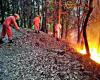 Donna di 62 anni, bruciata in un incendio boschivo, muore ferita | Notizie su Dehradun