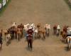 Più di mille allevamenti parteciperanno alla Fiera Nazionale del Bestiame 2024