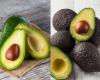 L’avocado “Hass” o l’avocado “Papelillo” è più sano? Confrontiamo le loro proprietà