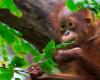 Una scimmia per l’olio di palma? Perché i critici dicono che il piano di “diplomazia dell’orangutan” della Malesia è problematico