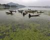 La NGT cerca un’azione urgente per il peggioramento delle condizioni di Dal Lake – Kashmir Observer