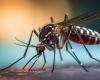 In Argentina diminuiscono i contagi di dengue: sono già 314 i decessi e registrati 464.249 casi