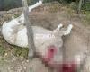 Aberrante: un cavallo viene derubato e attaccato con fucili a San Juan