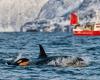 Le orche affondano uno yacht a vela nello Stretto di Gibilterra, una petroliera salva l’equipaggio