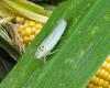 VIDEO. Azioni definite per salvare la produzione di mais