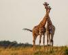 Le giraffe femmine hanno il collo più lungo per nutrire i loro piccoli.