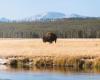 A Yellowstone nasce un animale raro: perché è legato al “secondo arrivo” di Gesù Cristo
